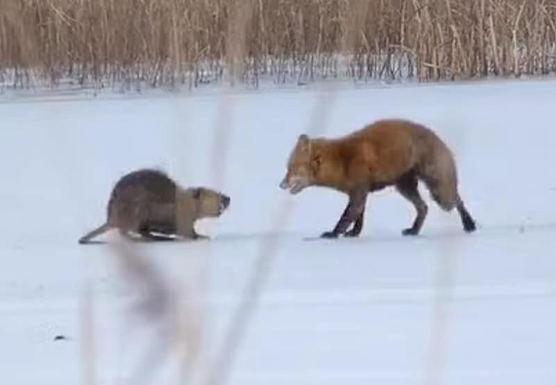 Lisica je napala džinovskog glodara: Stravičan snimak krvoločnog obračuna, ipak je pobjeda pripala… (VIDEO)