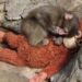 Panč više nije sam: Napušteni majmunčić konačno prihvaćen od pripadnika svoje vrste (VIDEO)