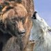 Yellowstone: Medvjed se pridružio čoporu vukova u lovu na jelene, pa im ukrao plijen (VIDEO)