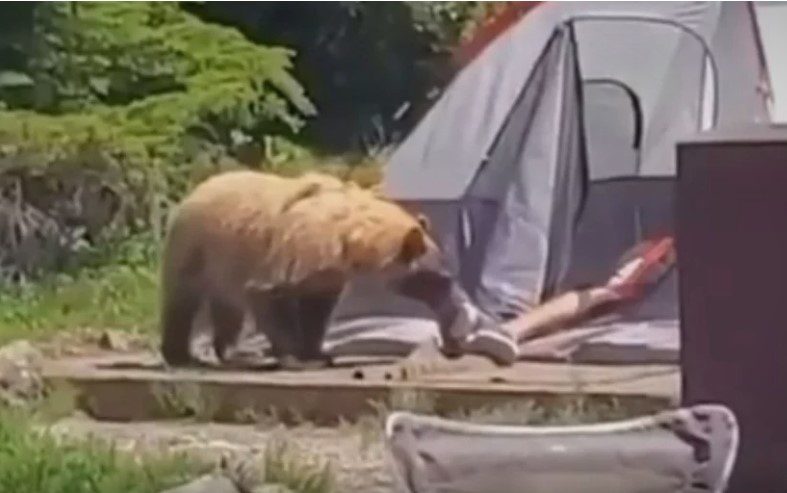 Medvjed se prišuljao čovjeku koji je spavao u šatoru, ne zna se ko je koga više uplašio (VIDEO)