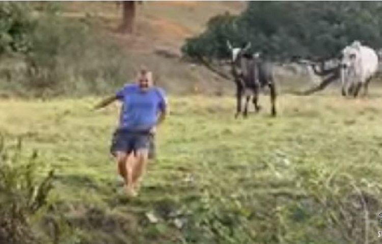 Provocirao kravu, pa grdno zažalio: Pogledajte kako je završio (VIDEO)