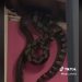 Pokušali su da uklone ogromnu zmiju s plafona, ali je uslijedilo strašno iznenađenje (VIDEO)