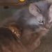 Hit snimak sa više od 20 miliona pregleda: Pogledajte šta miš radi mački i kako ona reaguje (VIDEO)