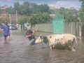 Novoj Kahovki prijeti zaraza: Nivo vode počeo da opada, ali su poplavljena groblja… (VIDEO)