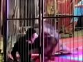Lav skočio na dresera tokom nastupa u cirkusu: Zvijer ga ščepala, publika pobjegla (VIDEO)