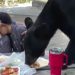 Kad medvjed upadne na piknik: Meksička porodica uživala u prirodi, a onda se pojavila zvijer (VIDEO)