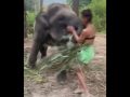 Djevojka je htjela da se fotografiše sa slončetom koje je jelo, ali ovakvu njegovu reakciju nije očekivala (VIDEO)