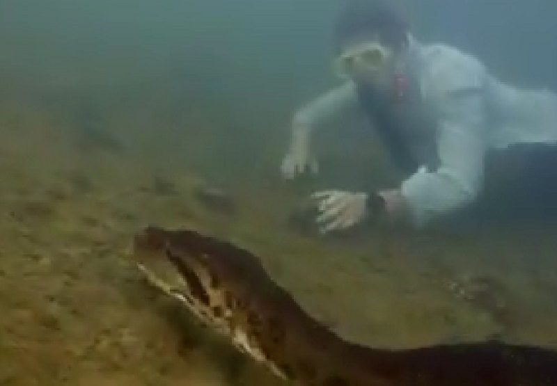 Zastrašujući snimak, monstrum ima 200 kg, naučnici potvrdili da je u pitanju nova vrsta: Otkrivena najveća zmija na svijetu (VIDEO)