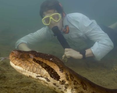 Naučnici otkrili novu vrstu anakonde, mjesec dana kasnije pronašli je mrtvu: “Najveća koju sam ikada vidio” (VIDEO)