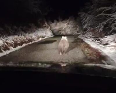 Medvjed na putu na Crhljanskom brdu kod Bijelog Polja (VIDEO)